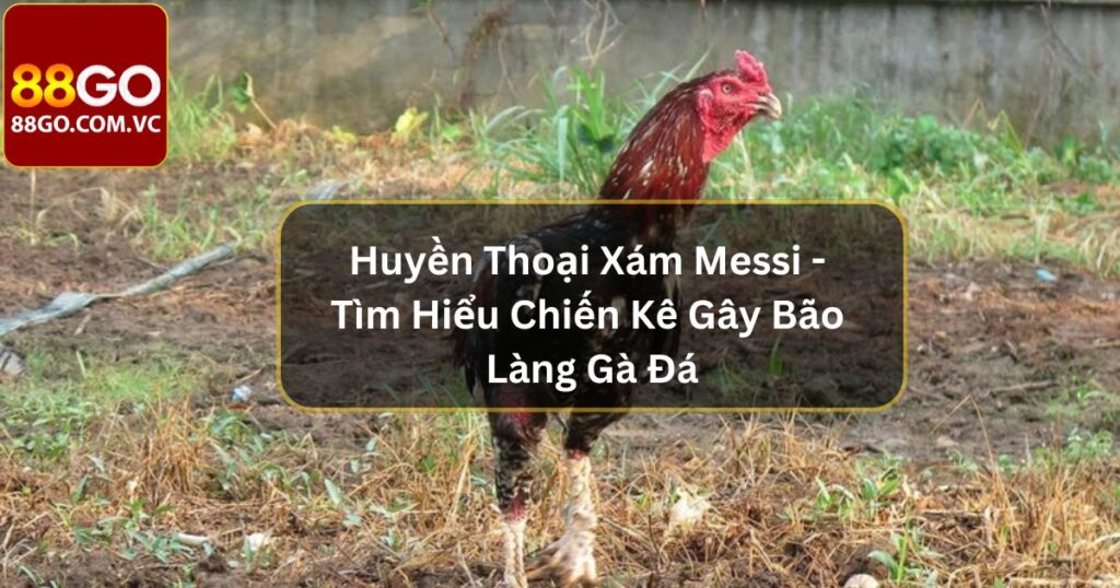Huyền Thoại Xám Messi - Tìm Hiểu Chiến Kê Gây Bão Làng Gà Đá 1 Huyền Thoại Xám Messi - Tìm Hiểu Chiến Kê Gây Bão Làng Gà Đá