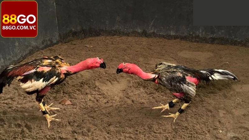 Huyền Thoại Xám Messi - Tìm Hiểu Chiến Kê Gây Bão Làng Gà Đá 4 Vinh danh 14 trận đấu kinh điển của Xám messi