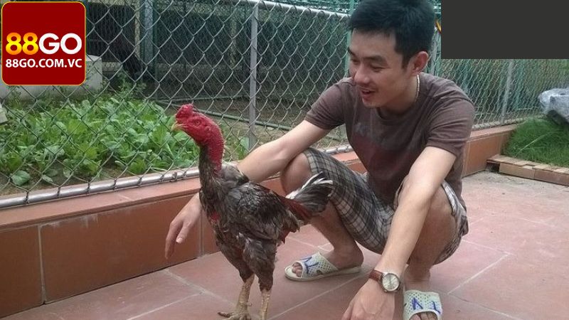 Huyền Thoại Xám Messi - Tìm Hiểu Chiến Kê Gây Bão Làng Gà Đá 2 Những thông tin chi tiết về huyền thoại Xám messi