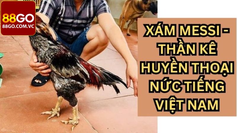 Huyền Thoại Xám Messi - Tìm Hiểu Chiến Kê Gây Bão Làng Gà Đá 3 Thời kỳ đỉnh cao của gà chọi Xám messi