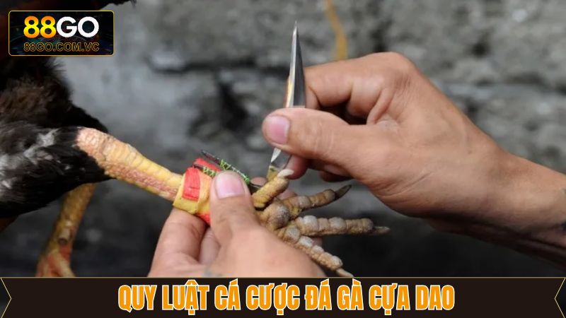 Đá Gà Cựa Dao - Mãn Nhãn Với Những Trận Đấu Nảy Lửa Tại 88GO 3 Hướng dẫn luật đá gà cựa dao cho người mới bắt đầu