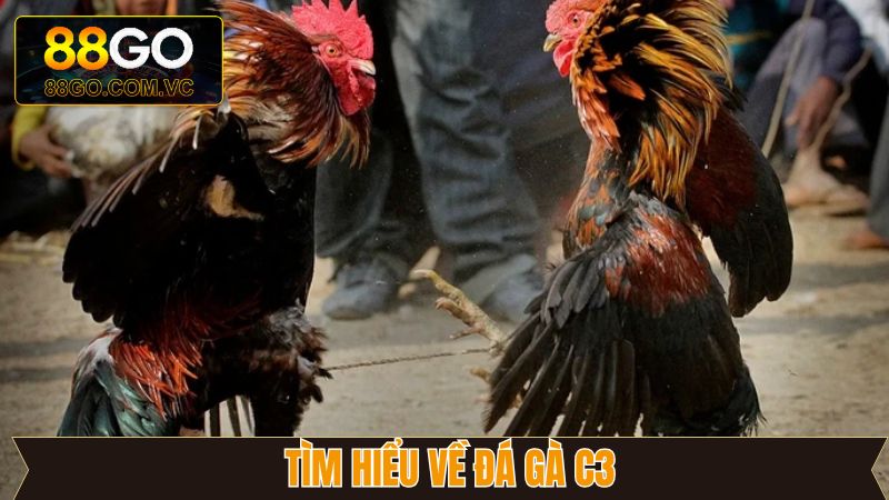 Đá gà C3 nổi bật tại nhà cái GO88