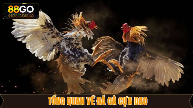 Đá Gà Cựa Dao - Mãn Nhãn Với Những Trận Đấu Nảy Lửa Tại 88GO 2 Vài nét về hình thức chọi kê cựa dao hấp dẫn